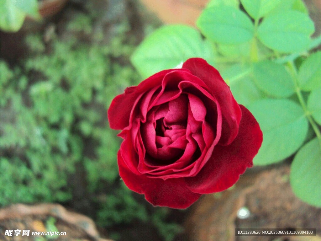 月季花特写