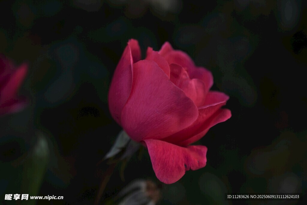 娇艳月季花