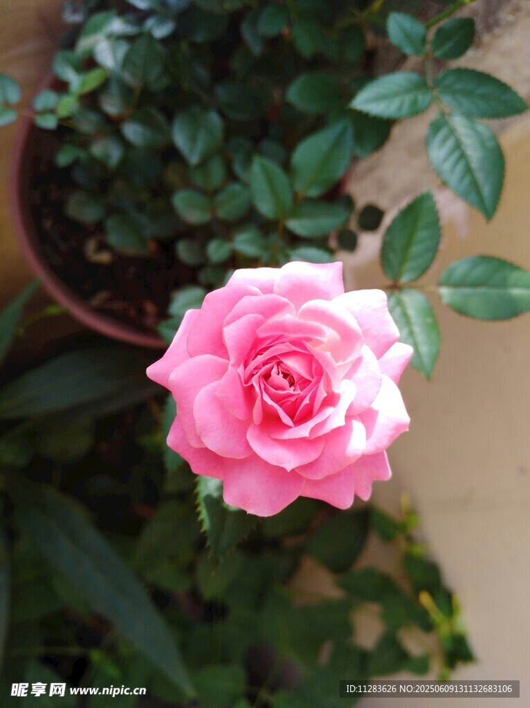 娇艳粉色月季花特写