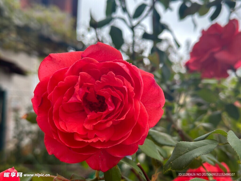 月季花绽放