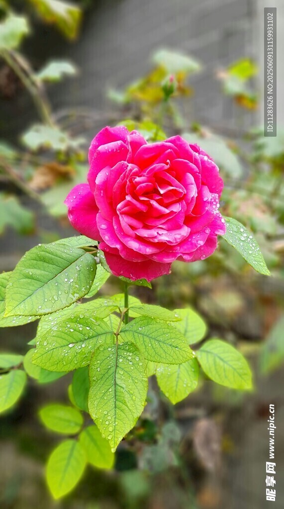 娇艳月季花