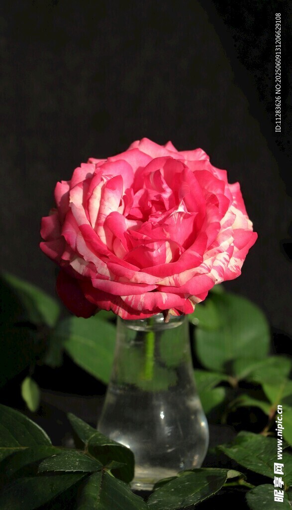 娇艳粉色月季花