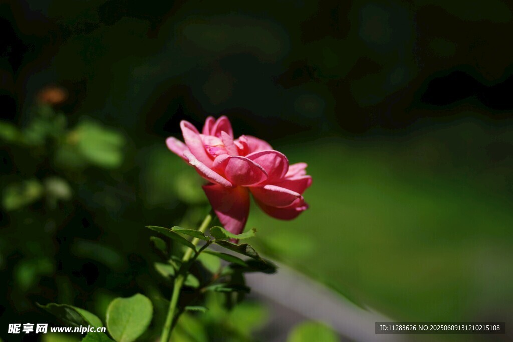 娇艳月季花