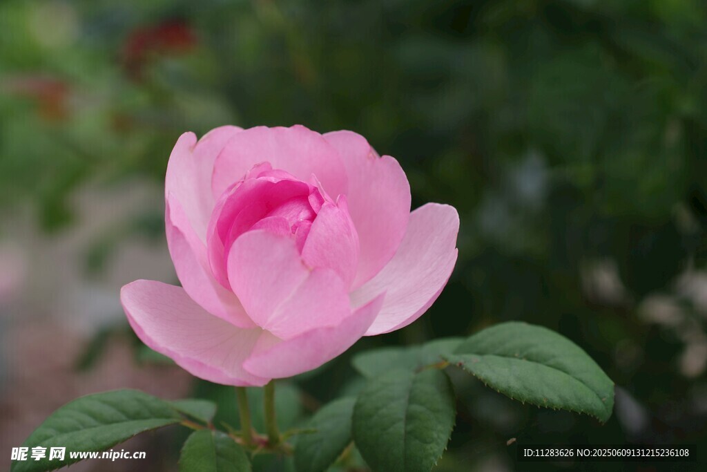 娇艳粉色月季花绽放