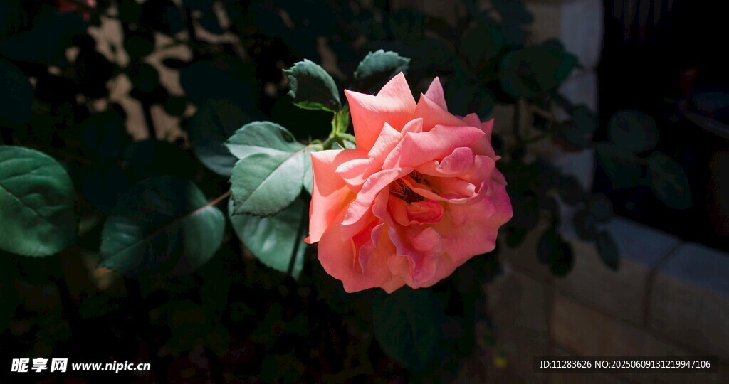 娇艳粉色月季花