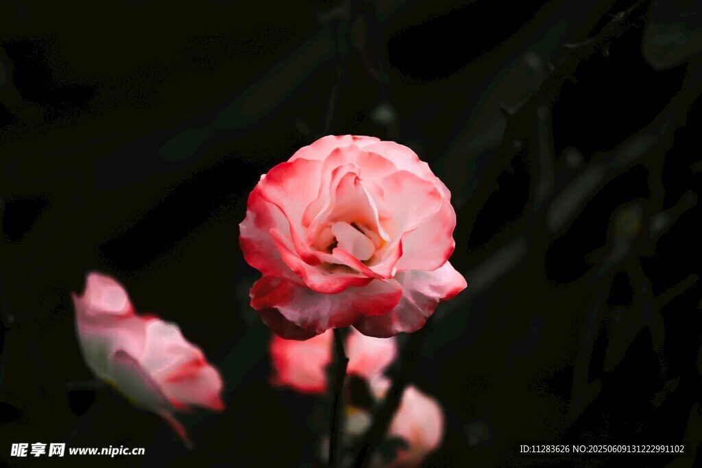 粉色月季花特写