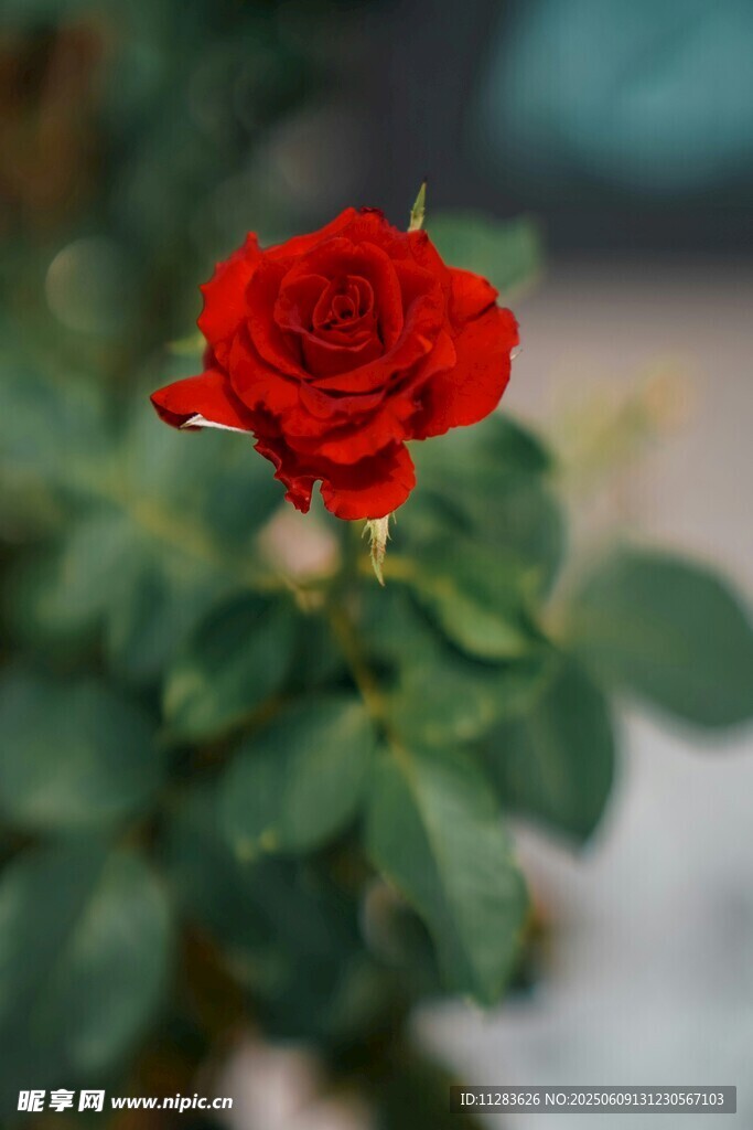 娇艳月季花