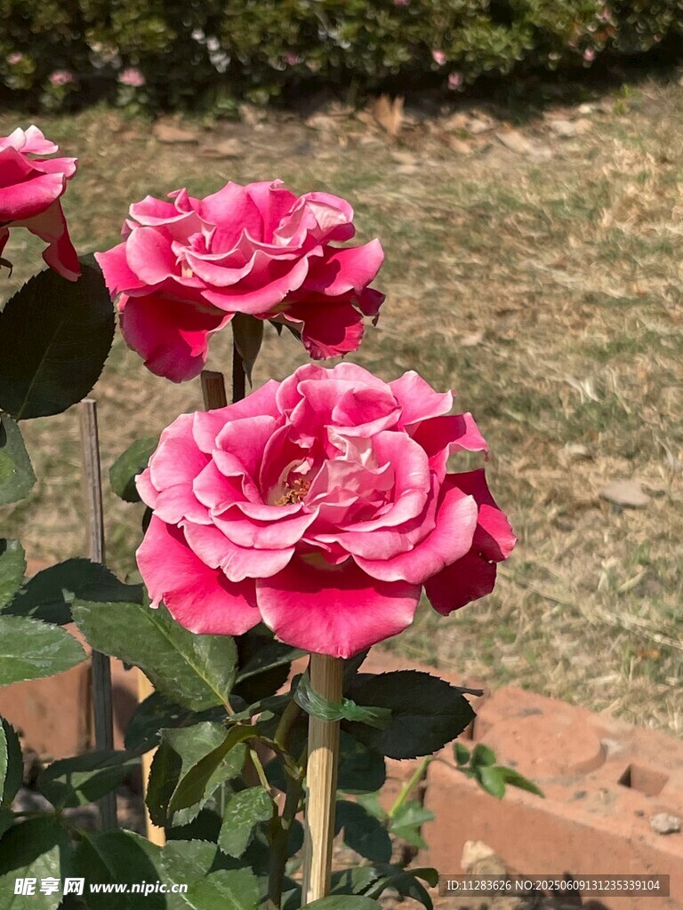 娇艳粉色月季花绽放