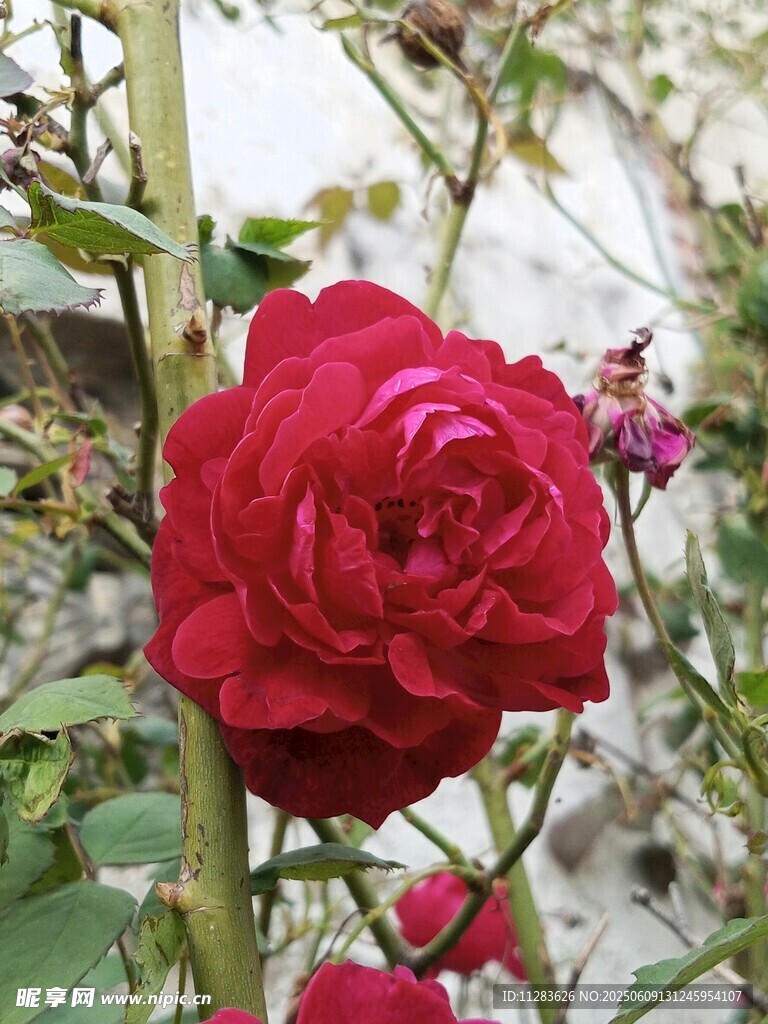 月季花绽放于枝头