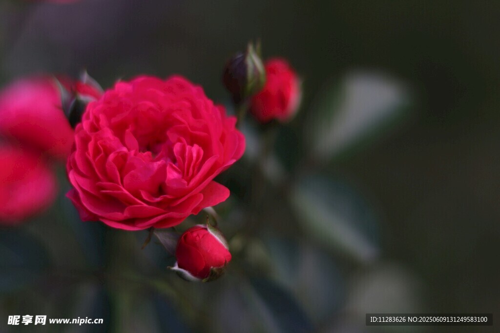娇艳红月季花
