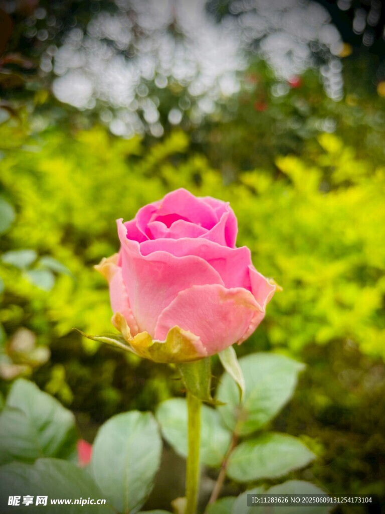 娇艳月季花