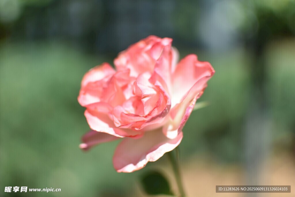 娇艳月季花