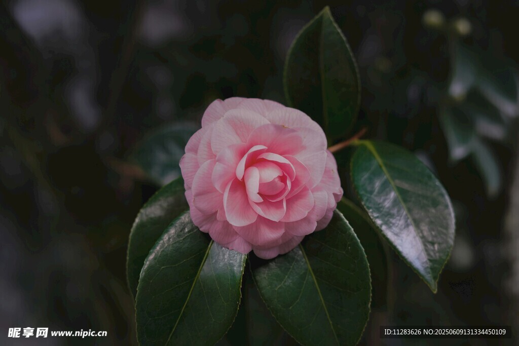 娇艳粉色山茶花特写