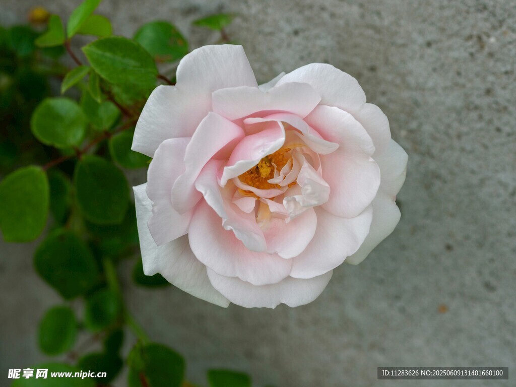 娇艳粉色月季花特写