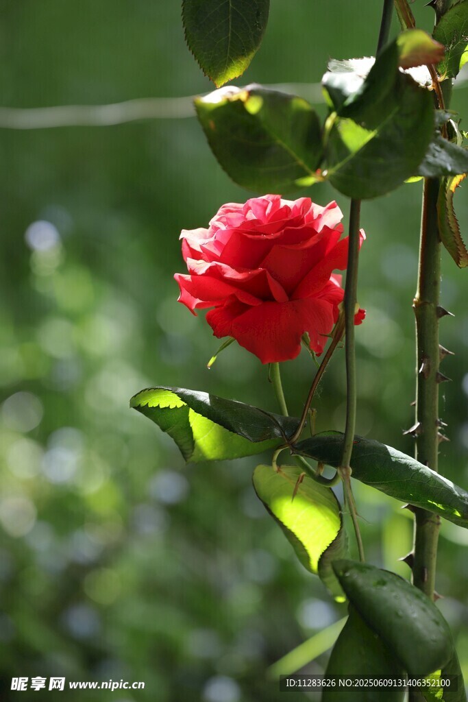 娇艳月季花