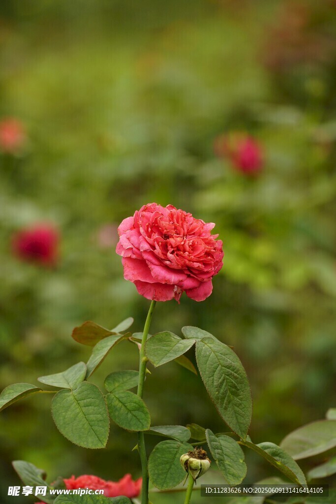 娇艳月季花