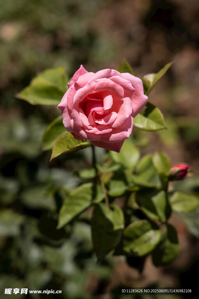 娇艳月季花