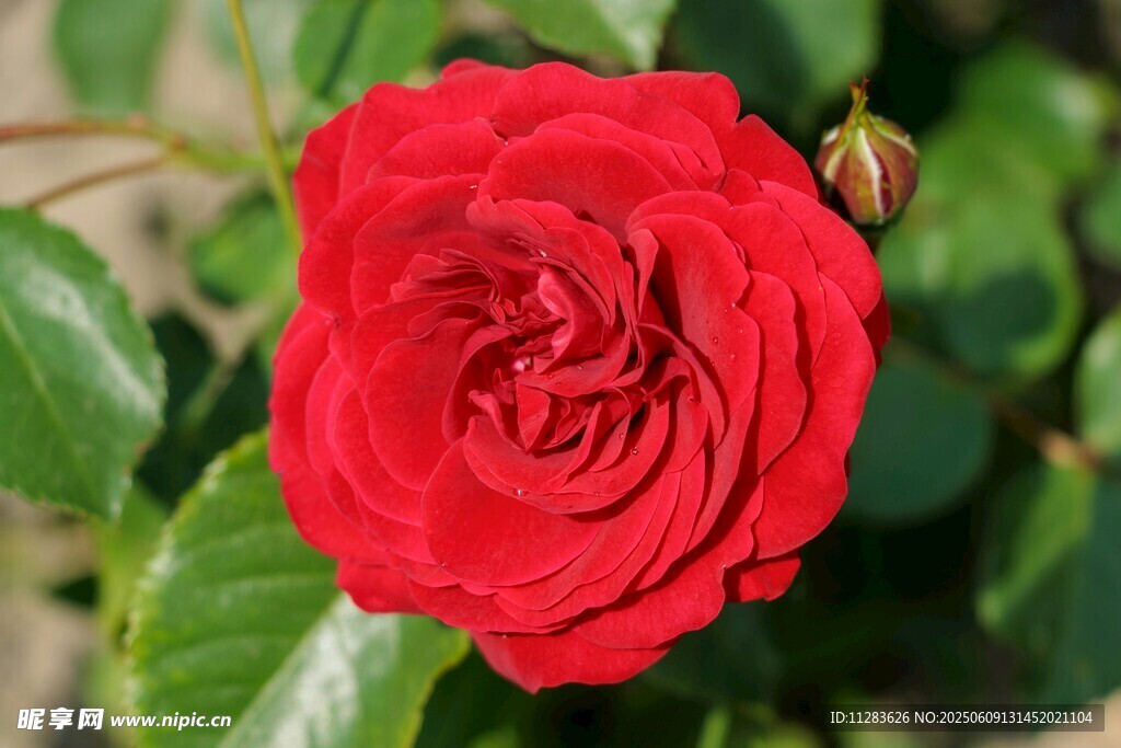 娇艳月季花