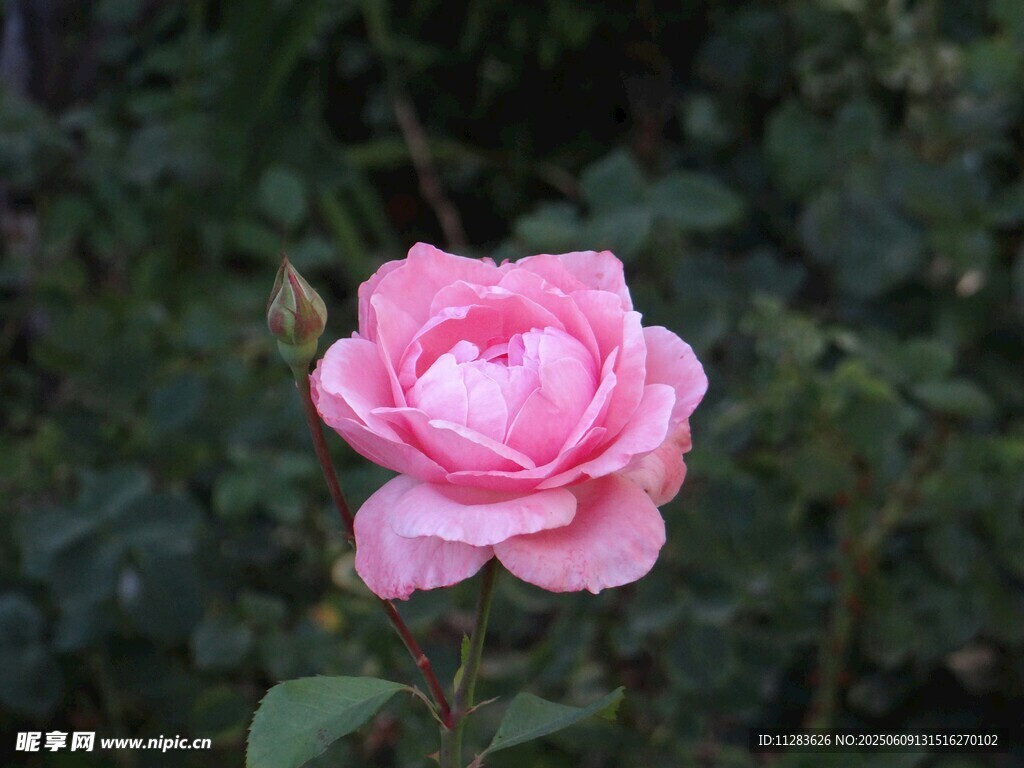 娇艳粉色月季花