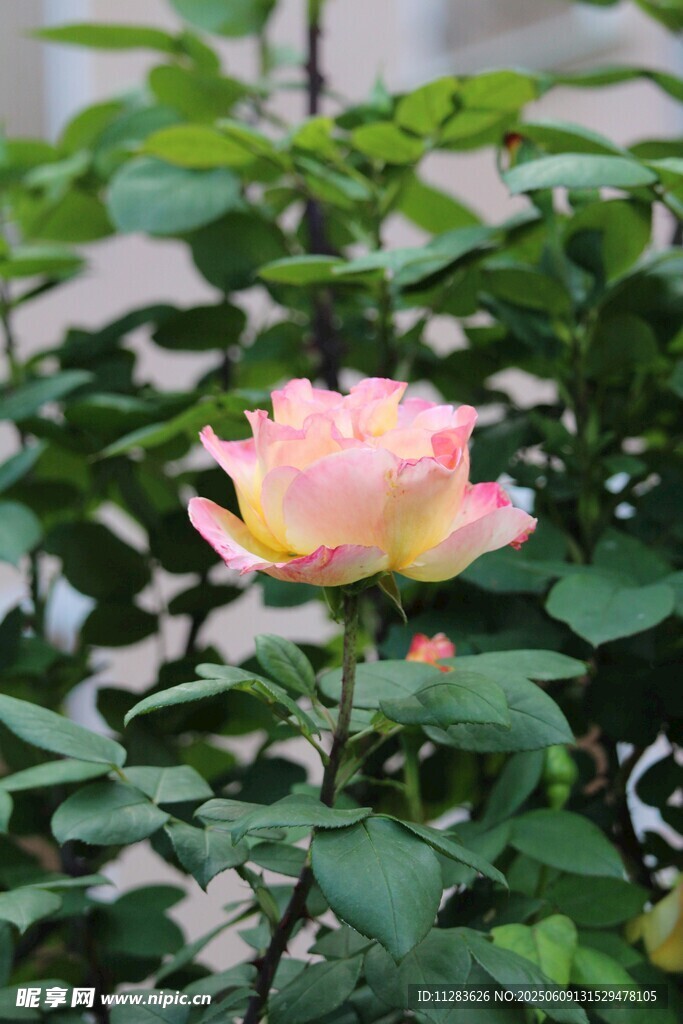 娇艳粉色月季花绽放