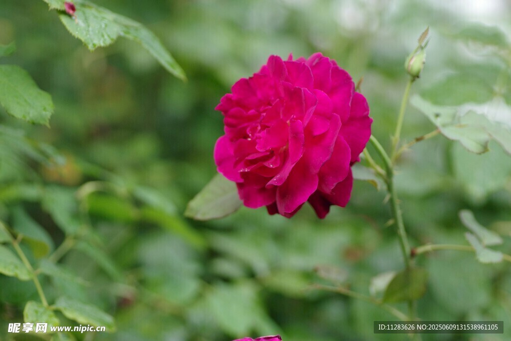 娇艳月季花