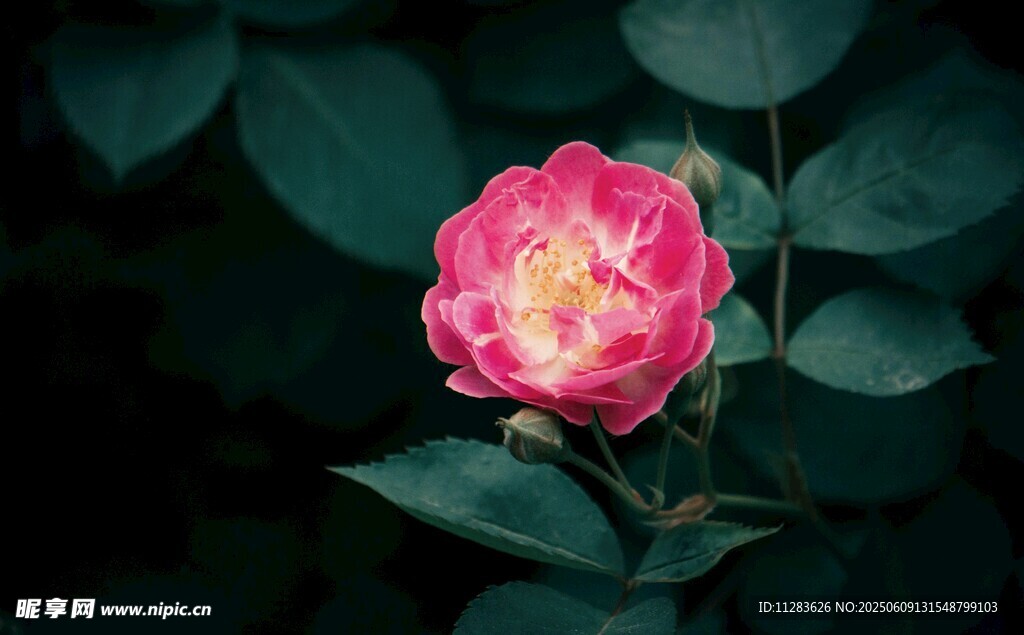 娇艳月季花