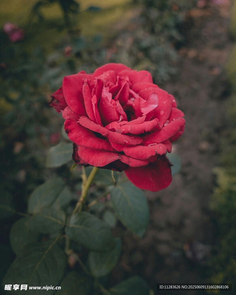 娇艳月季花