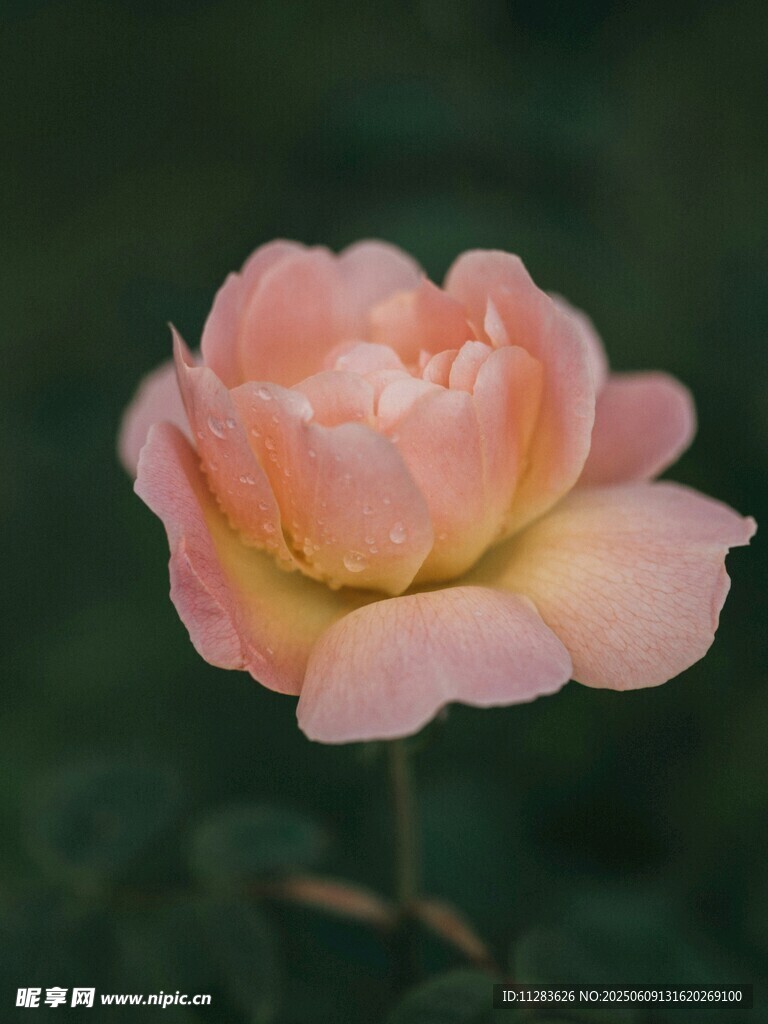 粉色娇艳月季花