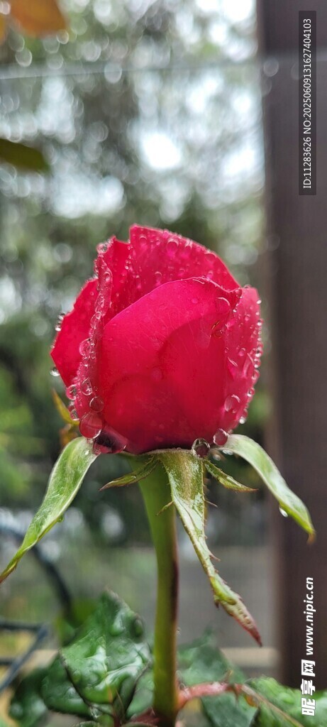 娇艳月季花