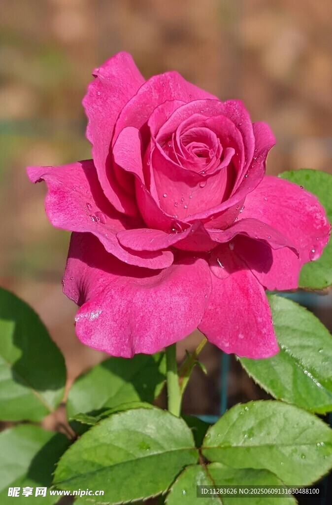 娇艳月季花