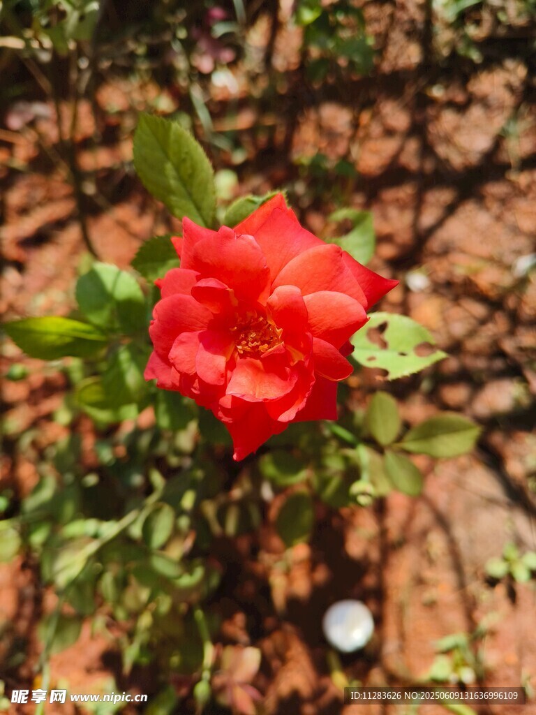 娇艳红月季花