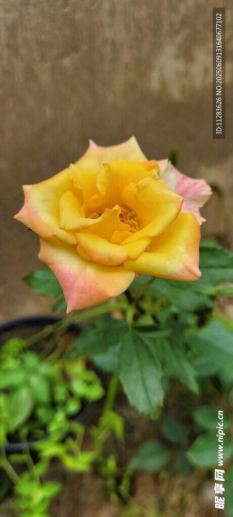 娇艳双色月季花