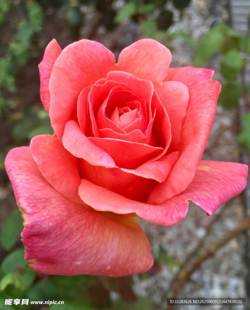 娇艳粉色月季花
