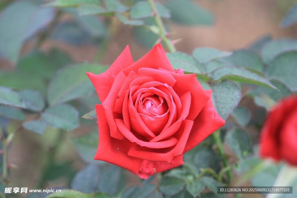 娇艳红月季花