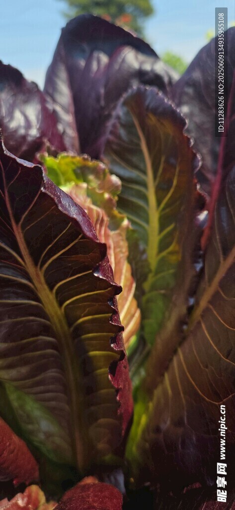 紫叶植物特写