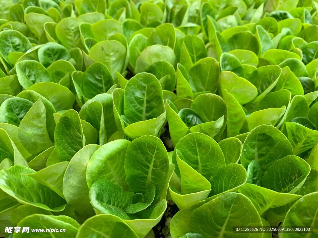 鲜嫩生菜种植场景
