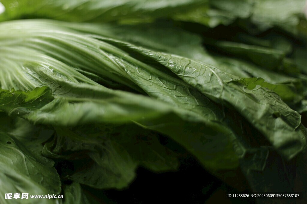 鲜嫩大白菜特写