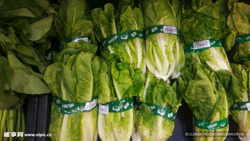 新鲜生菜整齐摆放