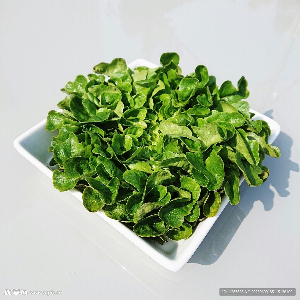 新鲜生菜盛于白色方盘