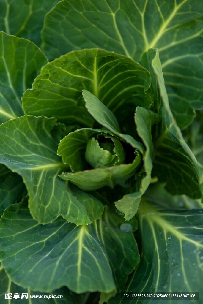 鲜嫩卷心菜特写