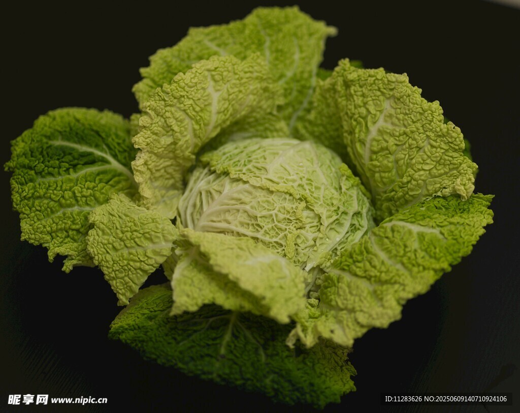 嫩绿卷心菜特写