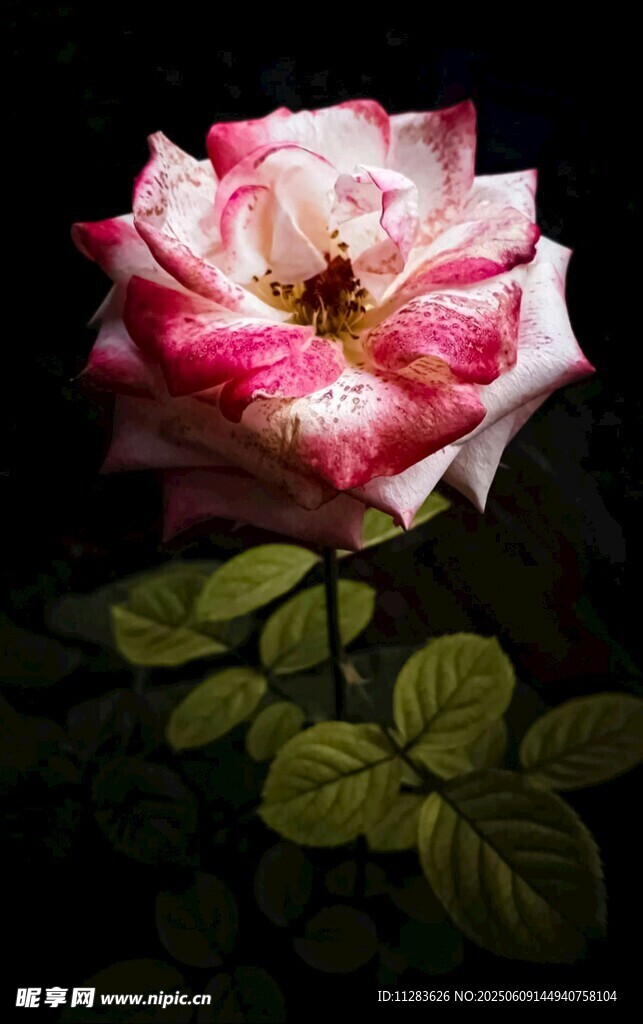 娇艳月季花