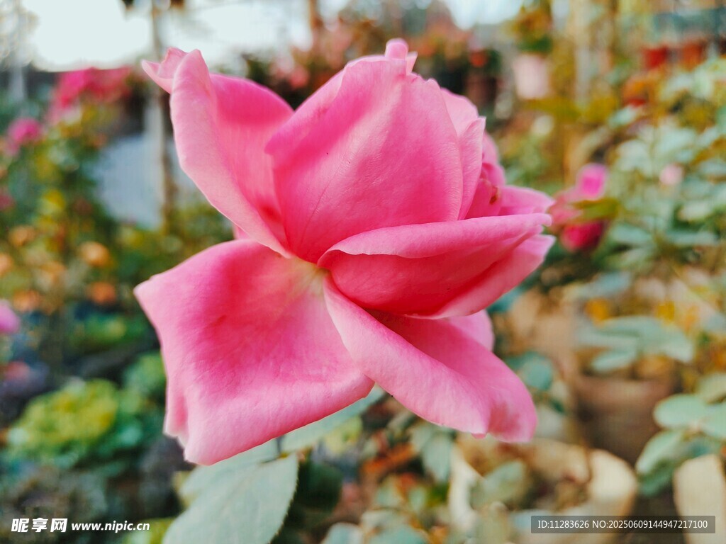 娇艳月季花