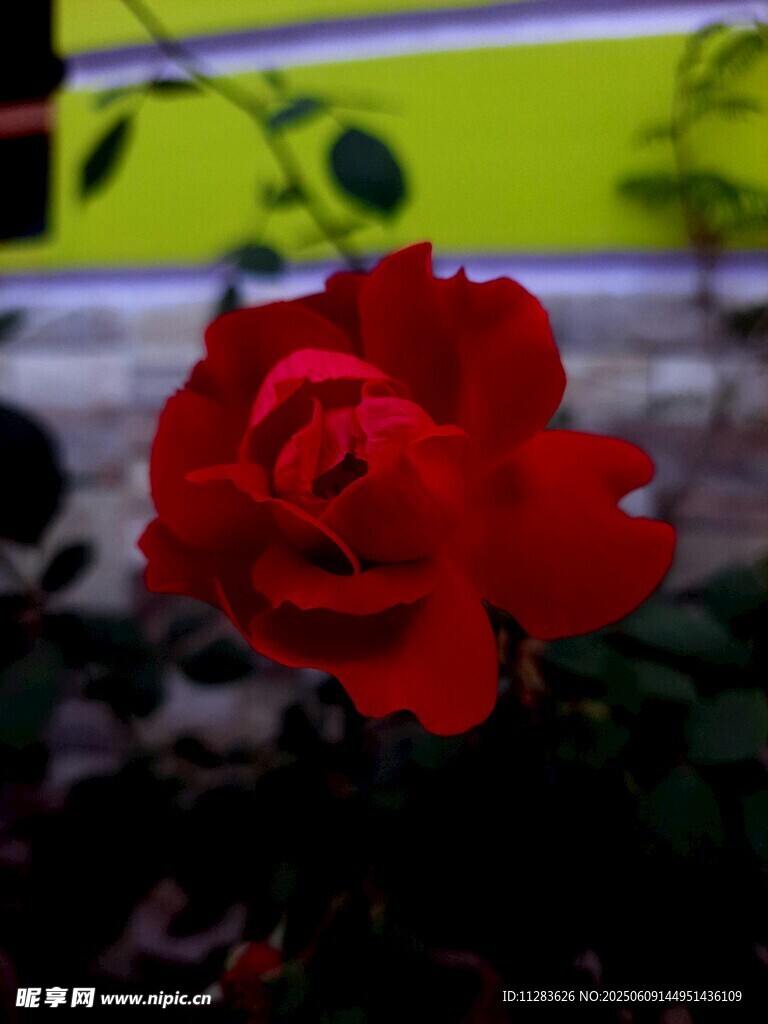 娇艳月季花