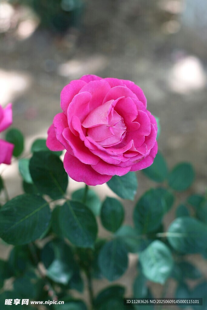 娇艳粉色月季花