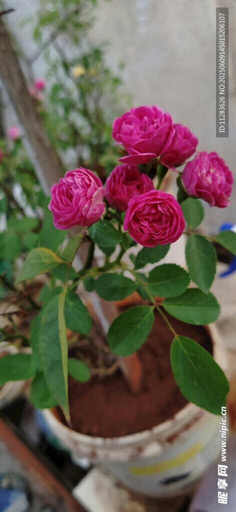 盆栽中的月季花