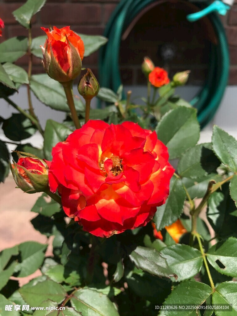 娇艳月季花