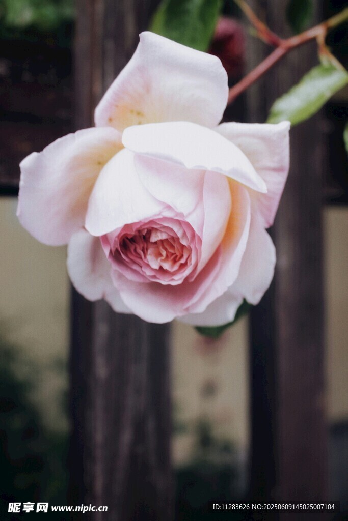 娇艳月季花