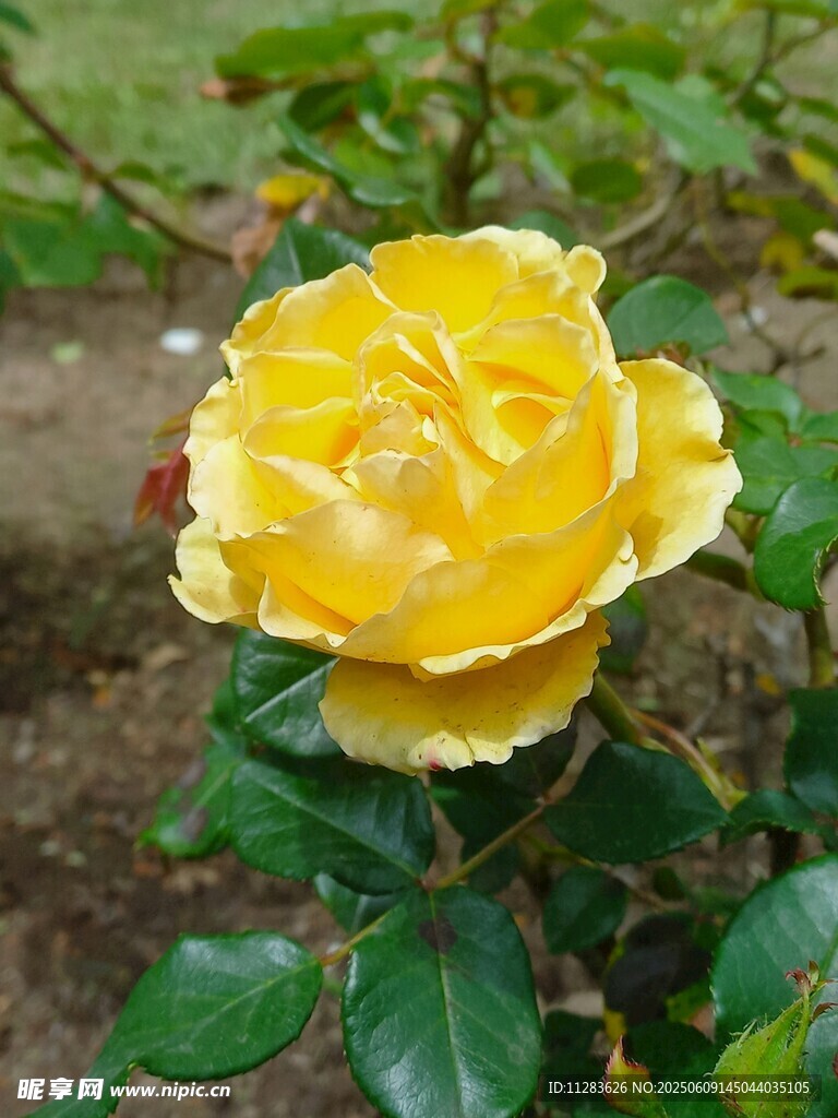 娇艳月季花