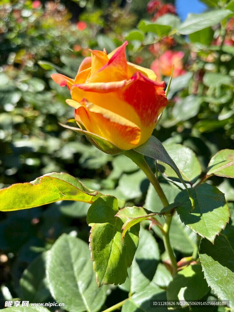 娇艳月季花
